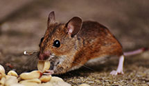 24 Hour & Emergency Exterminators in S Kingstown, RI